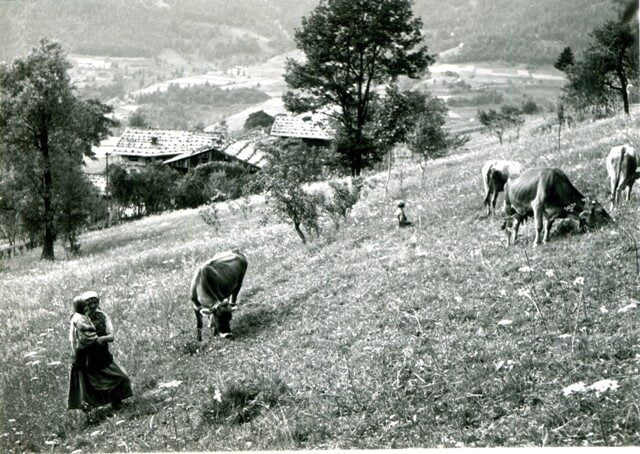 Alps_immagine