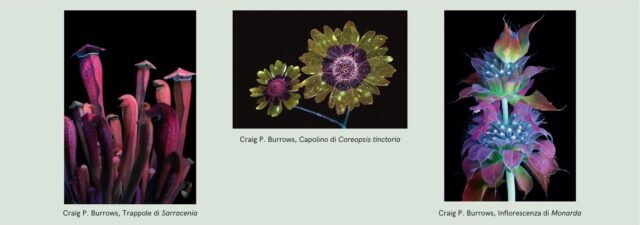 testo-del-paragrafo-1-2