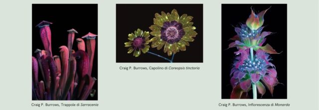 testo-del-paragrafo-1-3