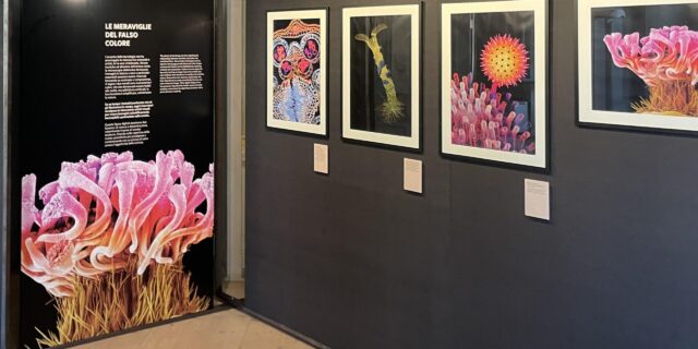 fiori-bio-grafici